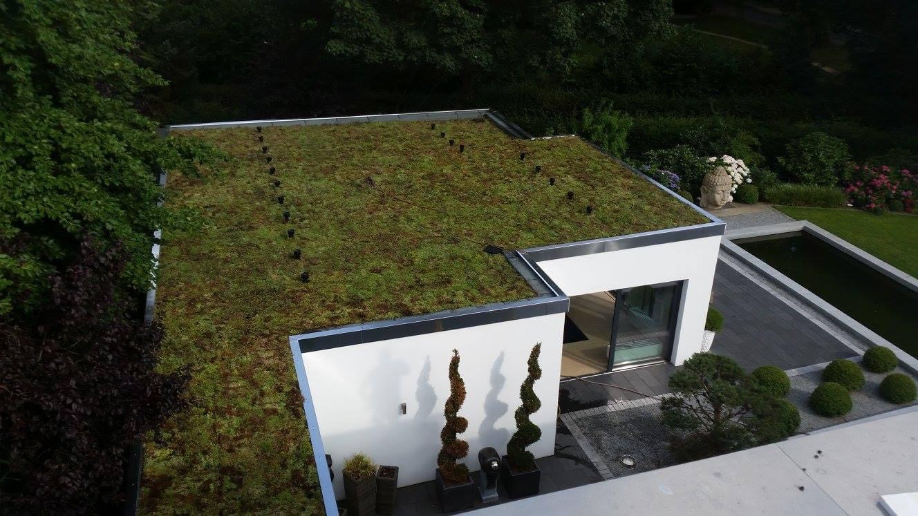 Extensiv begrüntes Flachdach eines Gartenhauses